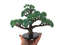 realistic-artificial-bonsai-tree-dark-green-in-hand.jpeg