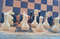 big_chess_from_luga5.jpg