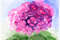 pink hydrangea3.jpg