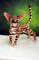 Bengal cat art doll animal  (7).JPG