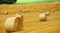 A field with straw bales Samsung Frame TV.png
