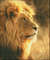 African Lion1.jpg