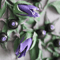 deadly nightshade painting (5).png