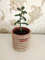 small plant pot  4.jpg