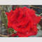 Scarlet rose close up.jpg