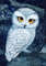 harry-potter-owl.jpg