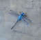 Realistic-dragonfly-brooch-Needle-felted-nsect-replica-jewelry 6