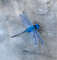Realistic-dragonfly-brooch-Needle-felted-nsect-replica-jewelry 9