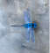 Realistic-dragonfly-brooch-Needle-felted-nsect-replica-jewelry 8