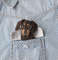 Dachshund-dog-portrait-pin-from-photo-Handmade-custom-needle-felted-pet-brooch