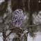 Owl_185254.jpg