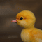 Duckling_210304.jpg