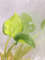 Alocasia variegated.jpg