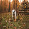 1080x1080 size autumn-falling-leaves-photoshop-photography-overlays-7.jpeg