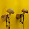 hook mushroom 3.jpg