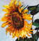 Sunflower-фр2.jpg