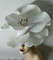 Bridal floral headpiece, flower fascinator.jpg