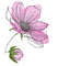 Delicate magnolia flower.jpg