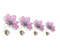 Delicate magnolia flower 4 .jpg