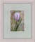 watercolor painting tulip 20x15cm1.jpg