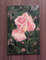Rose oil painting flowers 10x15cm 7.jpg