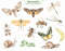 3 Insects watercolor collection elements.jpg