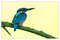 kingfisher-g74f6c1adf_1920.jpg