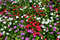 stock-photo-group-colorful-vinca-flower-front.jfif