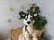 Miniature dog Realistic Husky. plush puppy toy 3.jpg