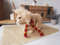 Stuffed lion toy gift for Harry Potter fans 4.jpg