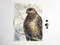 1 Watercolor artwork painting Falcon on a branch 7.6 - 10.5 in (19.5 - 26.8 cm)..jpg