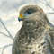 Falcon on a branch.DPW2.jpg