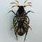 bug brooch helloween gift handmade wow.jpg