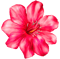 Flower (1).png