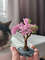 Pink-bonsai-with-cat.jpeg