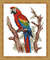 Scarlet Macaw3.jpg