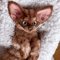 Devon Rex kitten.jpg