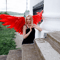 Carnival wings red.jpg
