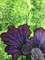 violet flowers 3.jpg