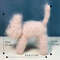 Crochet-cat-plush-Amigurumi-cat-stuffed-animal-Amigurumi-toys-Desk-décor-toy-13.jpg