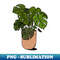 GF-20231102-12407_Planty the monstera- this time in colour 5990.jpg