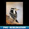 LO-20231113-14471_Hairy Woodpecker bird North American Bird Songbird Backyard Bird 7519.jpg