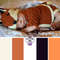 Freddie Fox Knitting Pattern.jpg