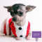 DoggieDiva2 Dog Knitting Pattern Download (12).jpg