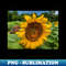HZ-20231116-12893_Sunflower Time 5534.jpg