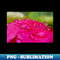 RF-28420_Raindrops on Petals Flower Photography 7823.jpg