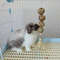 snLBPet-Lapin-Toy-Natural-Straw-Ball-Hanging-String-Rabbit-Cleaningteeth-Toys-To-Relieve-Boredom-Hamster-Bunny.jpg