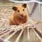0t2ERabbit-Grass-Chew-Mat-Small-Animal-Hamster-Cage-Bed-House-Pad-Woven-Straw-Mat-for-Hamster.jpg