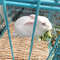 XrmERabbit-Grass-Chew-Mat-Small-Animal-Hamster-Cage-Bed-House-Pad-Woven-Straw-Mat-for-Hamster.jpg