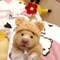 81VpHamster-Golden-Silk-Bear-Plush-Cute-Little-Hat-Photo-Props-Pure-Hand-Crocheted-Pet-Woolen-Hat.jpg